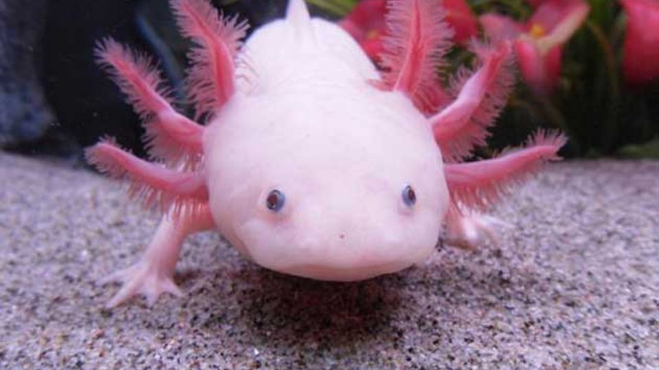 Proyecto de conservación AxoArca