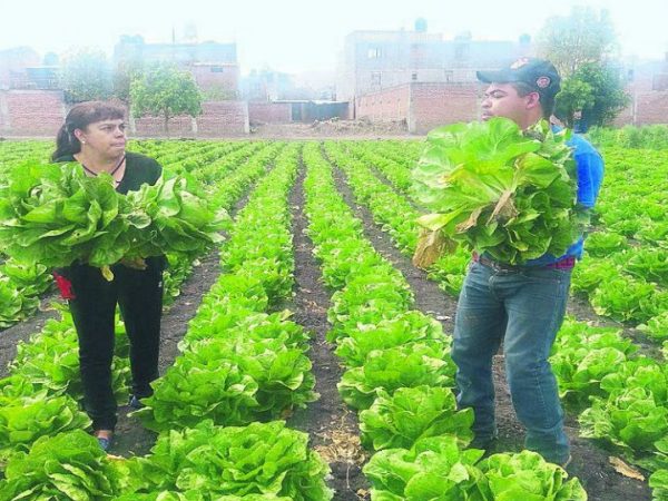Descartan que lechuga de Guanajuato sea la causa de brote de diarrea explosiva en EU
