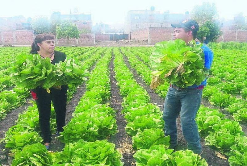 Lechuga de Guanajuato