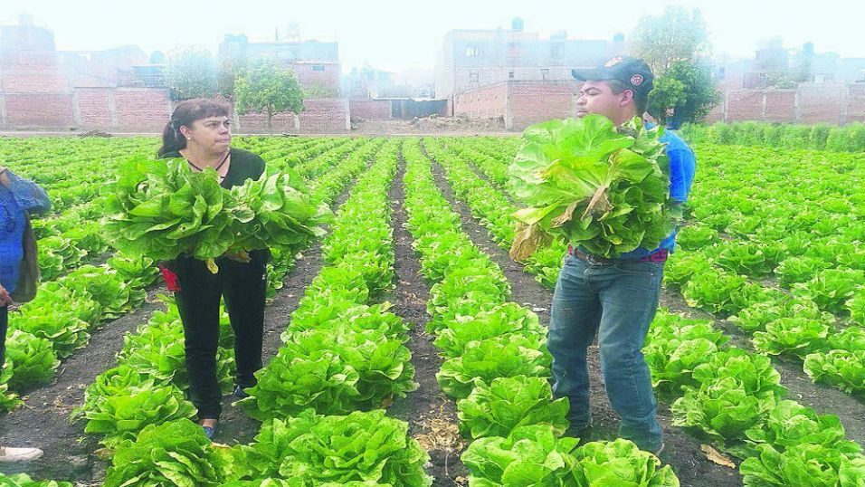 Lechuga de Guanajuato