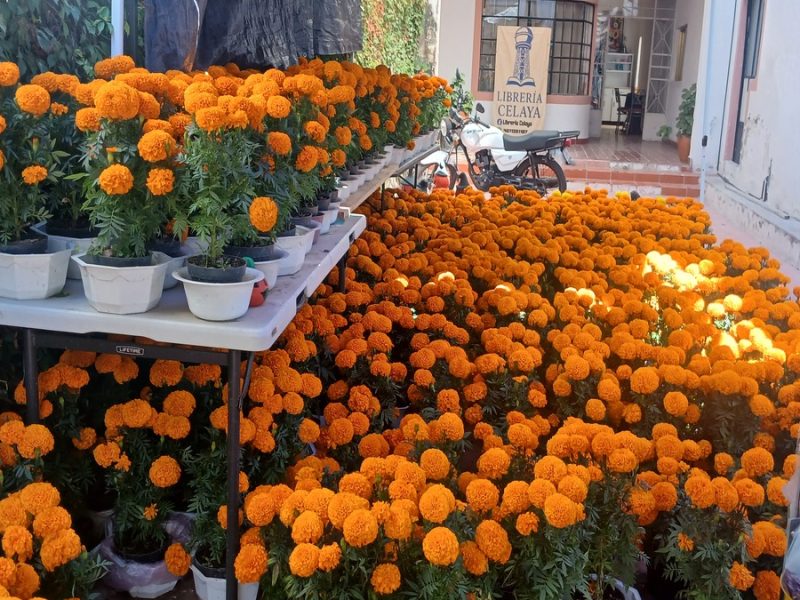 Aumenta venta flores por el Día de Muertos Celaya
