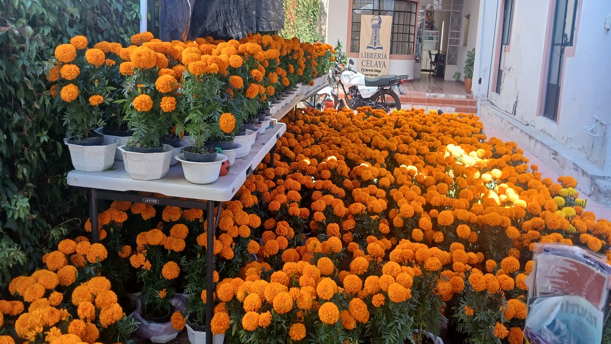 Aumenta venta flores por el Día de Muertos Celaya