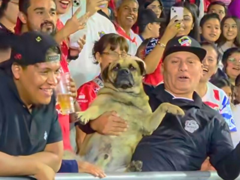 El perro 'Chulo' se metió a la final entre Irapuato y Tampico. Christian Pérez.