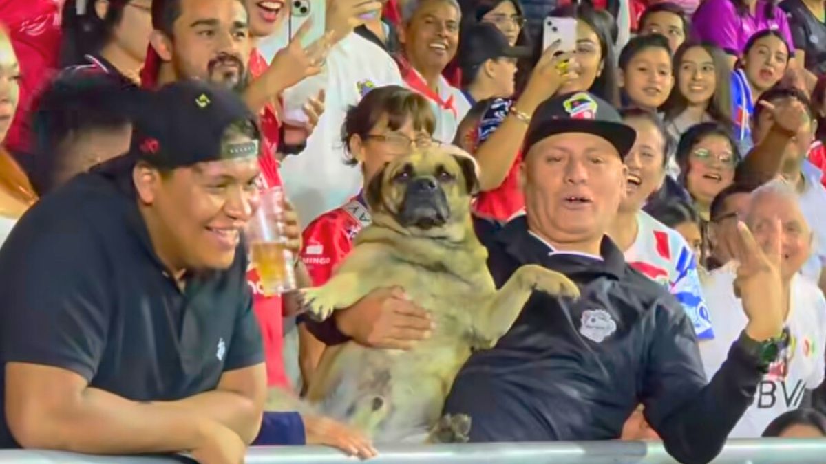 El perro 'Chulo' se metió a la final entre Irapuato y Tampico. Christian Pérez.