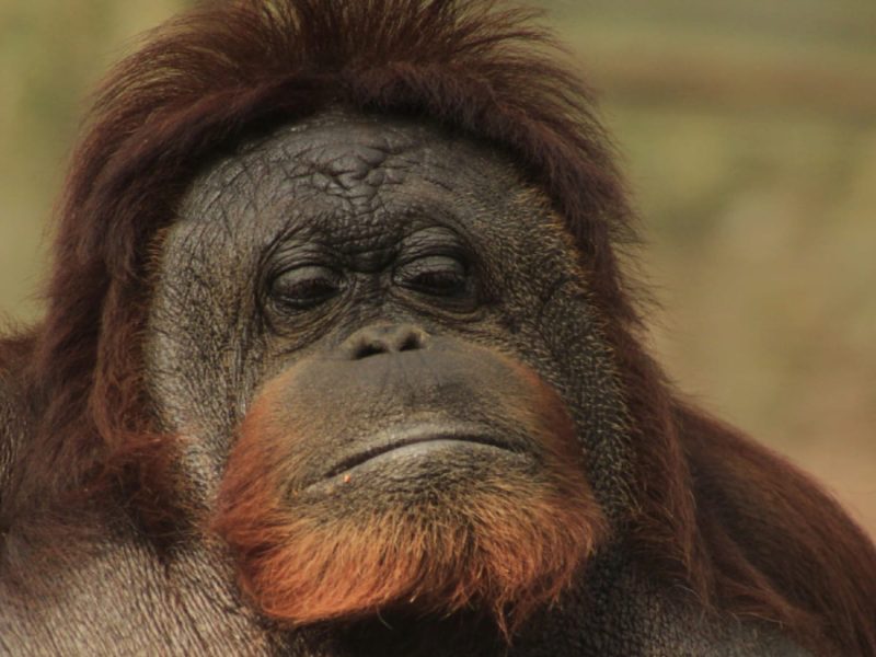 Katy, orangután zoológico de León 1