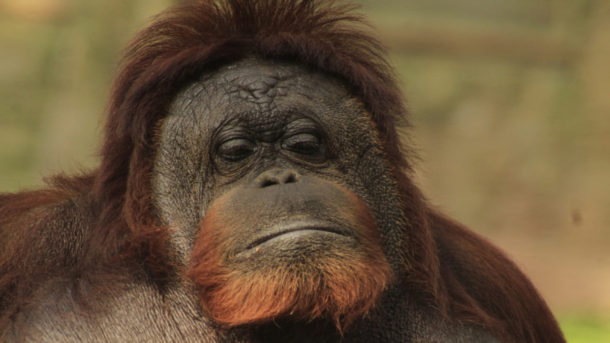 Katy, orangután zoológico de León 1