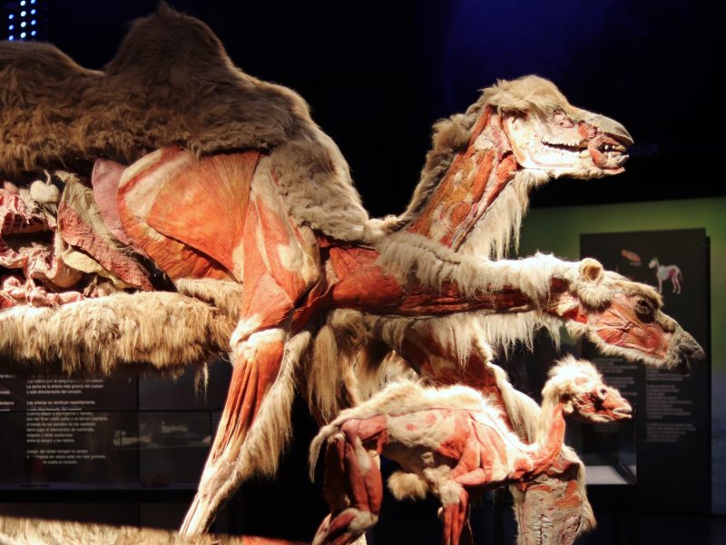 La exposición “Body Worlds Animal