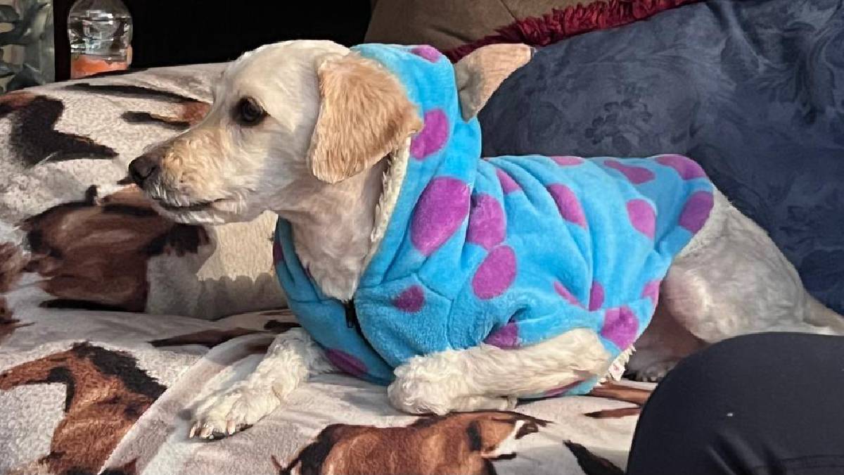 Ola de frío en Irapuato