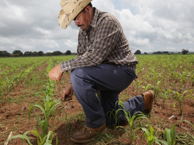 Apoyo a productores de maíz