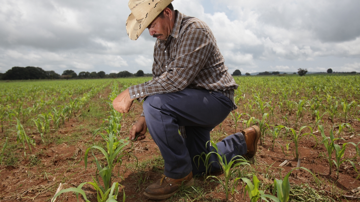 Apoyo a productores de maíz