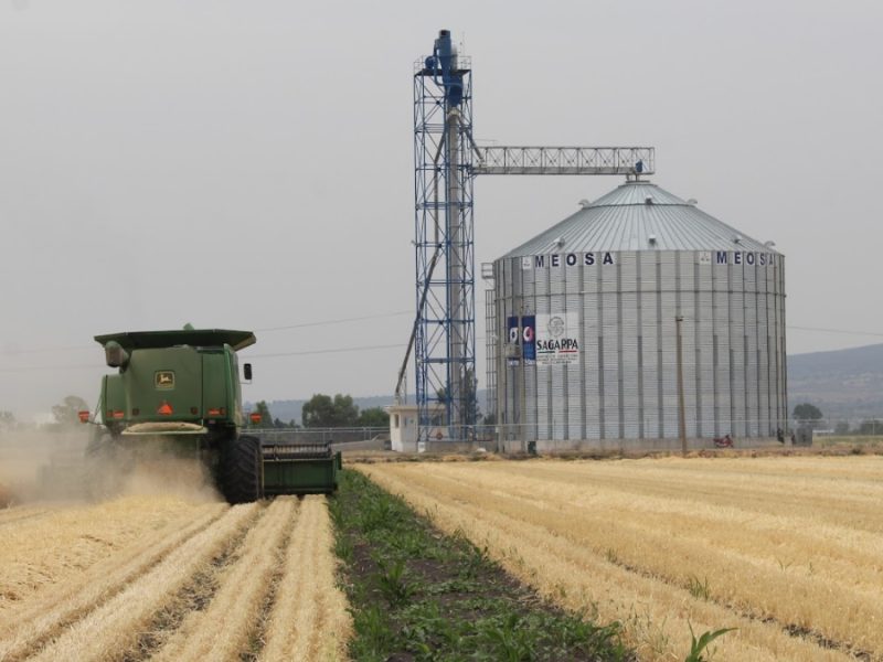 El precio del maíz en Guanajuato