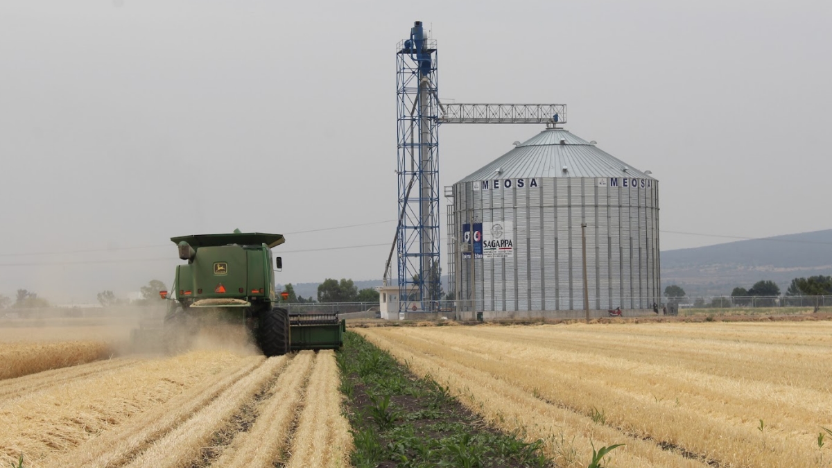 El precio del maíz en Guanajuato