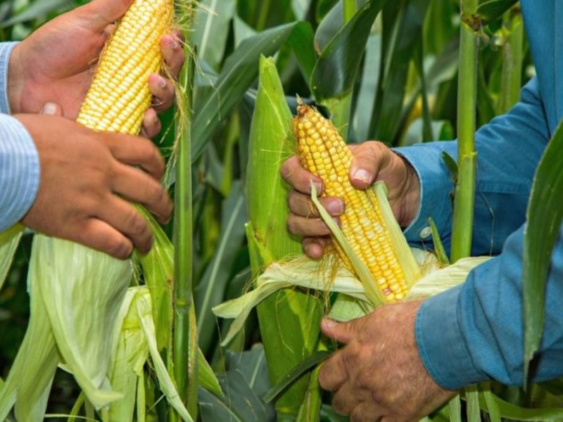 cosecha-maiz-de-guanajuato