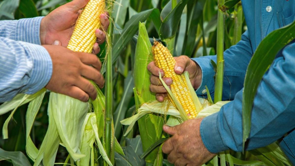 cosecha-maiz-de-guanajuato