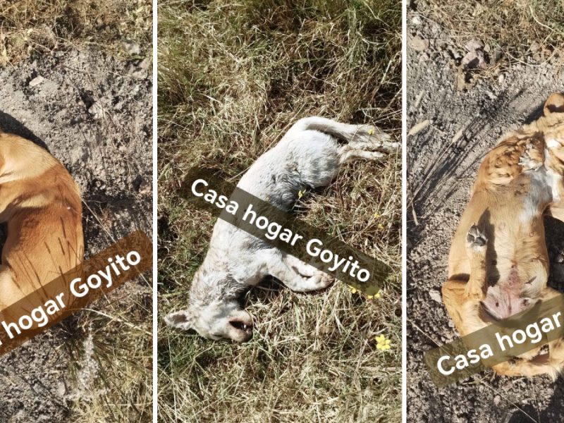 Envenenamiento de perros en León, Guanajuato