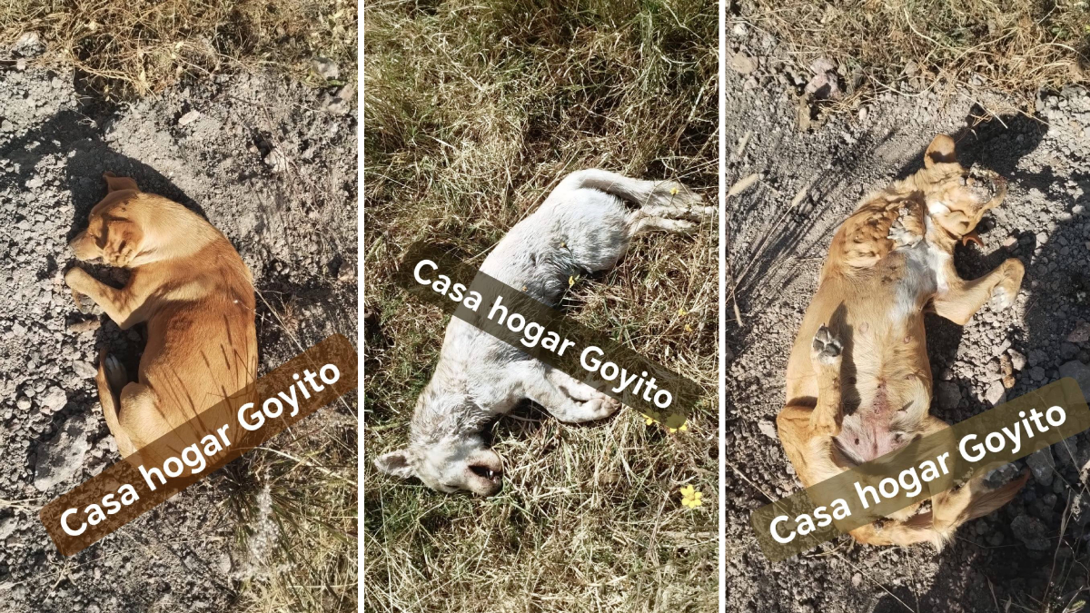 Envenenamiento de perros en León, Guanajuato