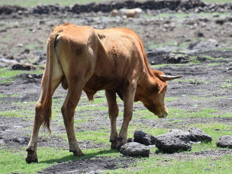 ganado gusano barrenador1