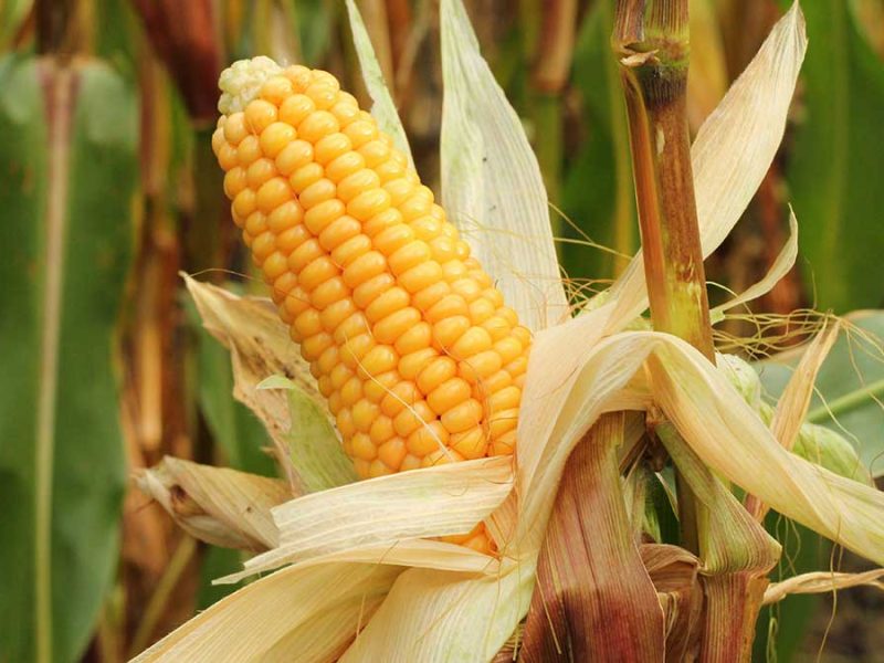 Claudia Sheinbaum pago maíz