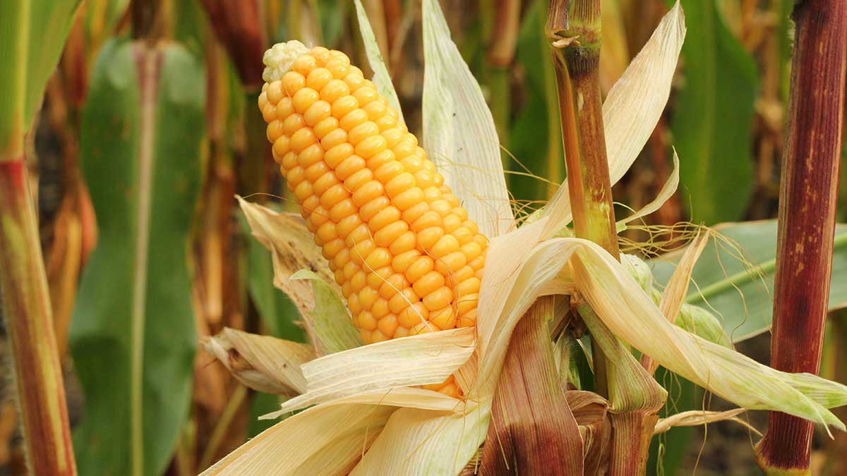 Claudia Sheinbaum pago maíz