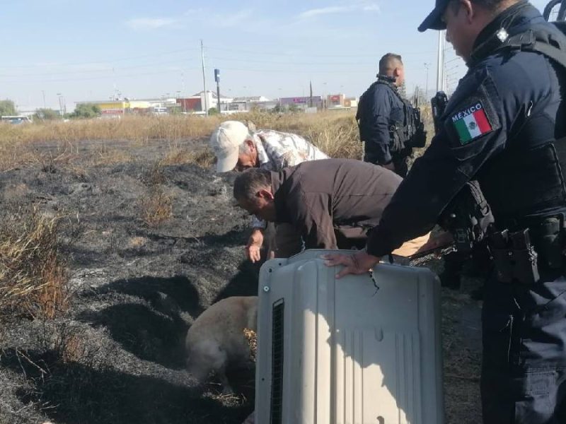 maltrato-animal-celaya