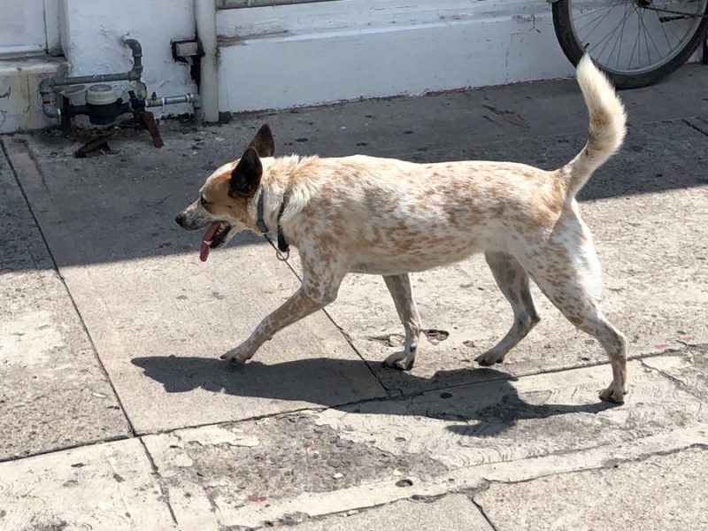 maltrato-animal-guanajuato