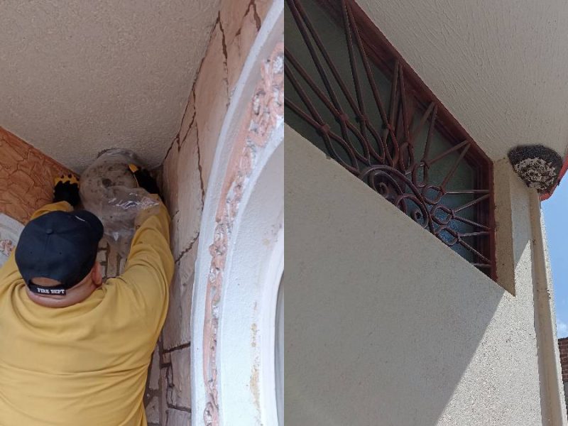 panales-abejas-avispas-moroleon