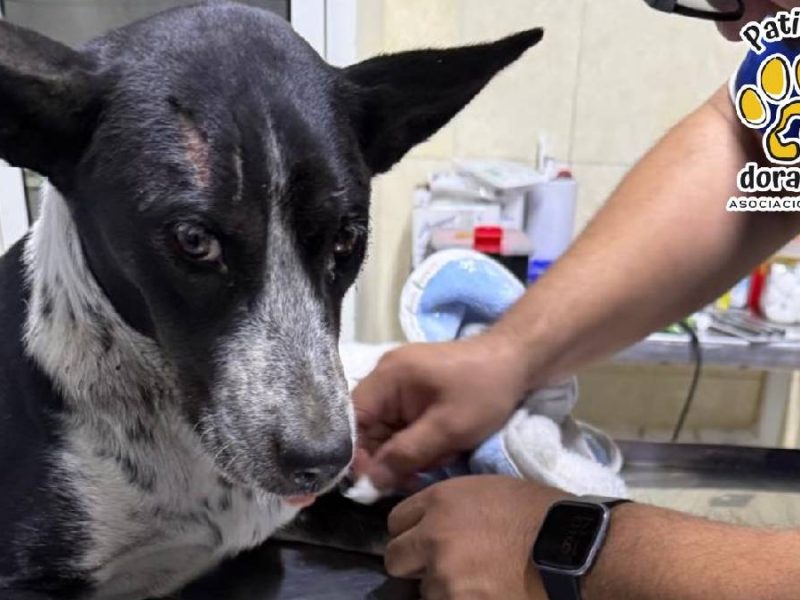 perrita-atropellada-leon-valentina