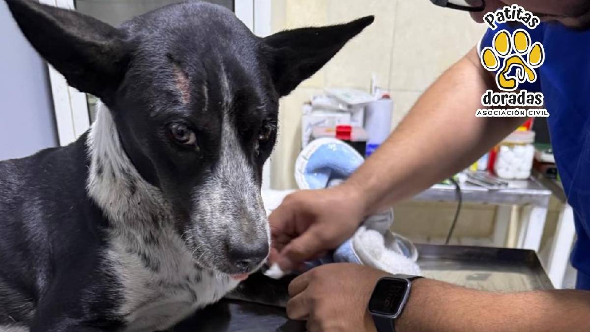 perrita-atropellada-leon-valentina