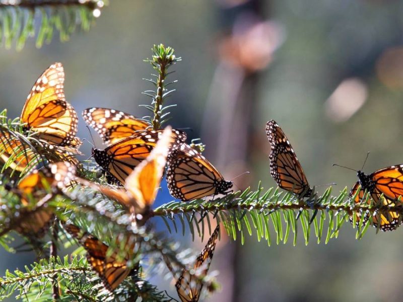 ruta-mariposa-monarca