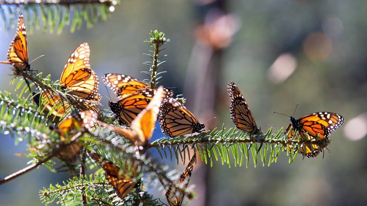 ruta-mariposa-monarca
