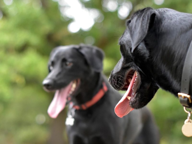 Ataque de jauría en Guanajuato