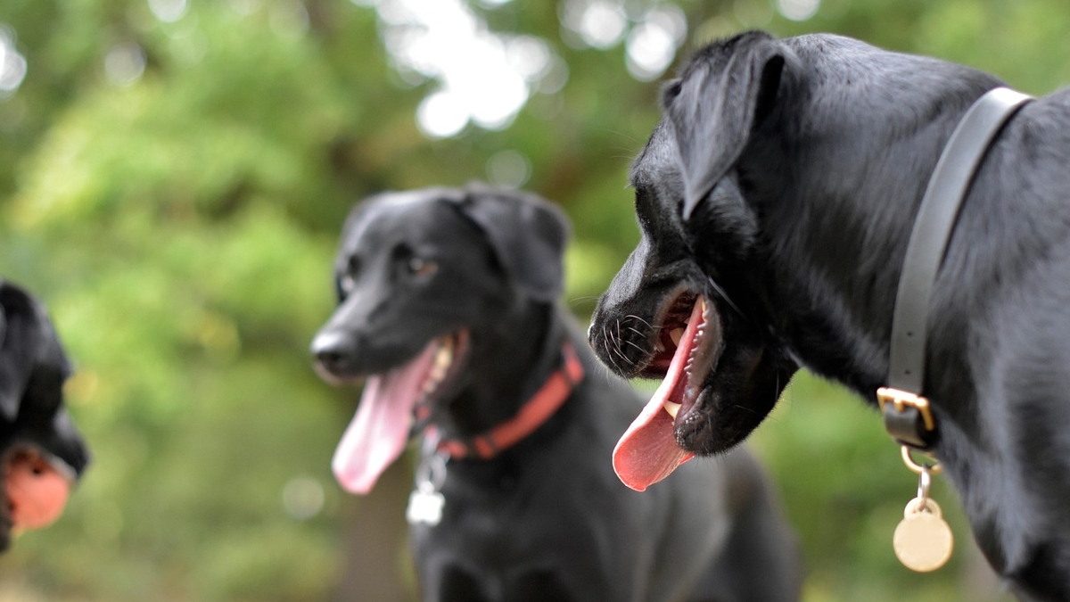 Ataque de jauría en Guanajuato