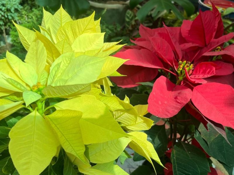 Llegan las Nochebuenas a Salamanca