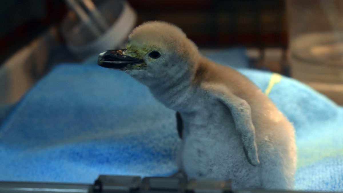 Nace pingüino barbijo en acuario