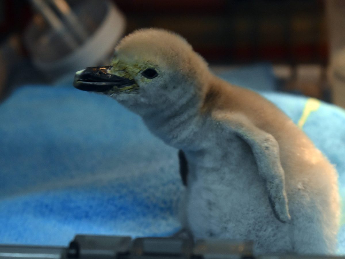 Nace pingüino barbijo en acuario de León, un logro único en México y Latinoamérica
