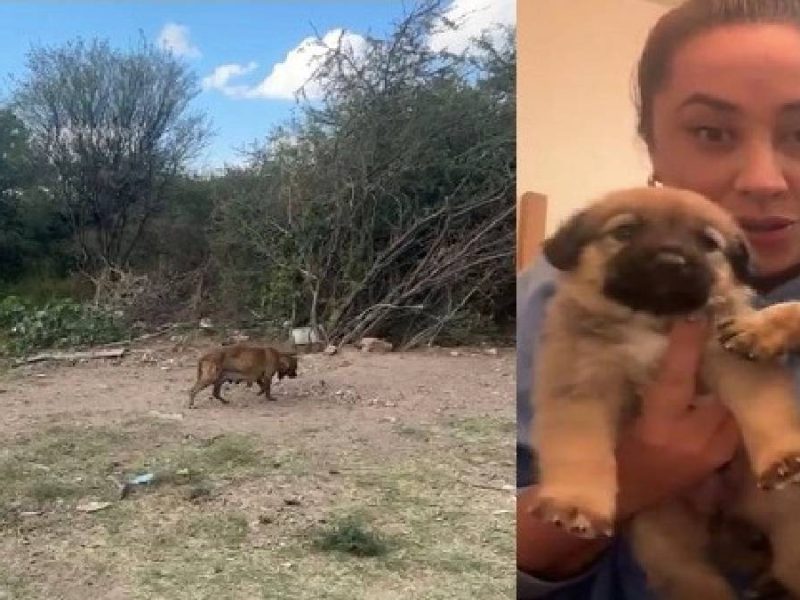 Final feliz: Reencuentran a madre de cachorros rescatados de incendio en Guanajuato capital