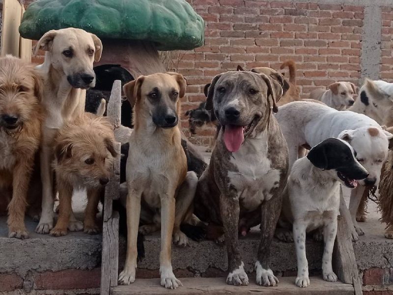 Albergues de animales llaman a cuidar a las mascotas ante el frío y la pirotecnia