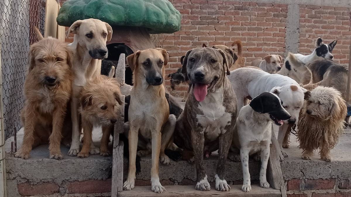 Albergue de animales 01