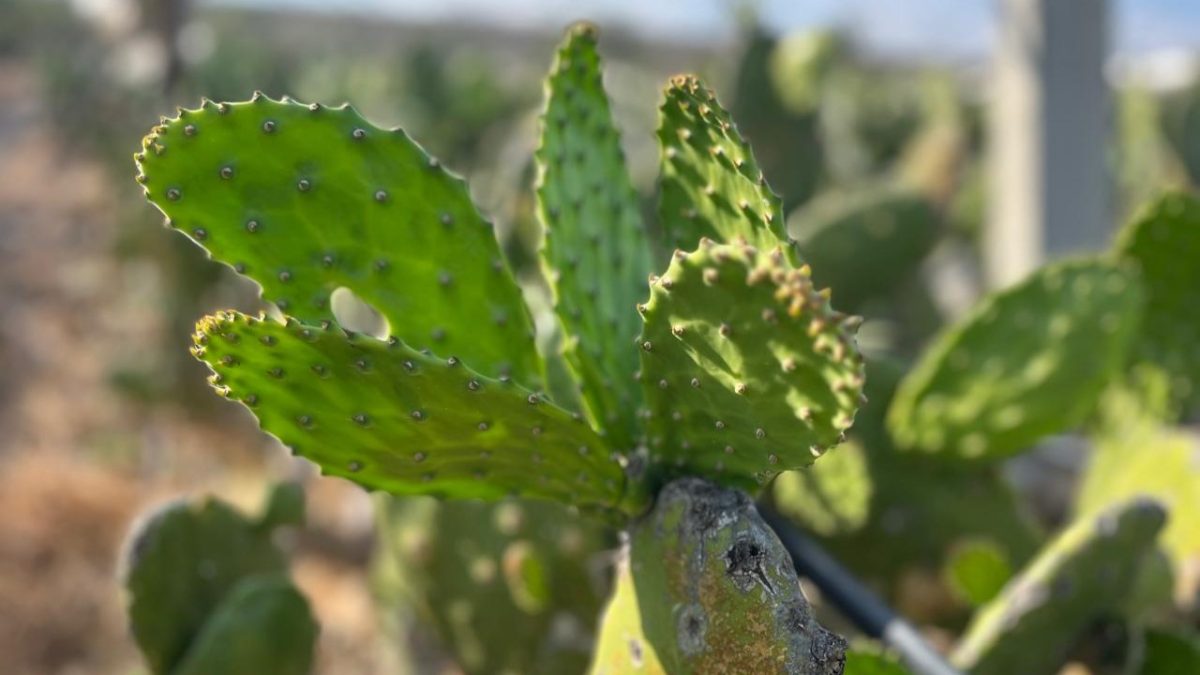 Valtierrilla la Capital Mundial