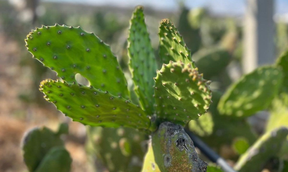 Valtierrilla la Capital Mundial