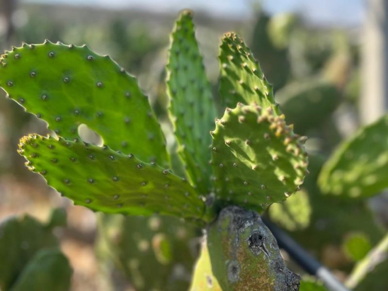 Valtierrilla la Capital Mundial