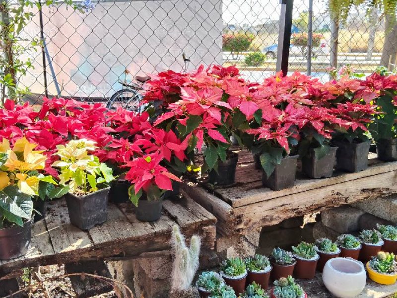 Viveros de Noche buenas