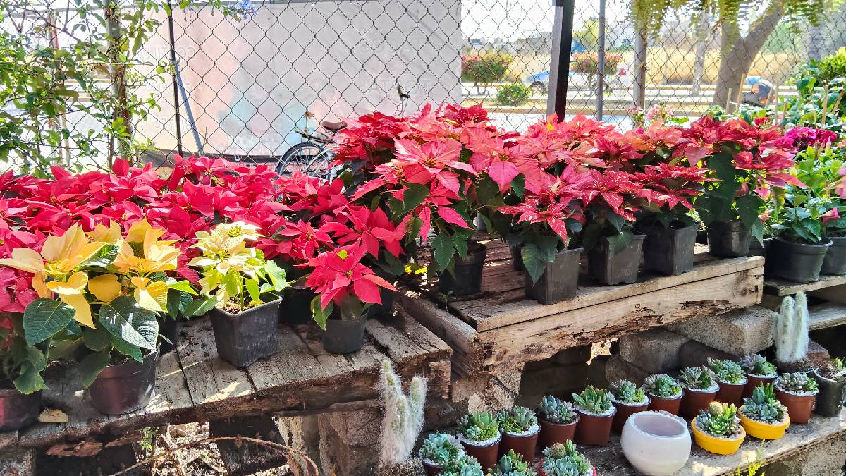 Viveros de Noche buenas