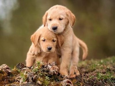 Piden desde Pachuca no regalar cachorros en Navidad ¿Por qué?