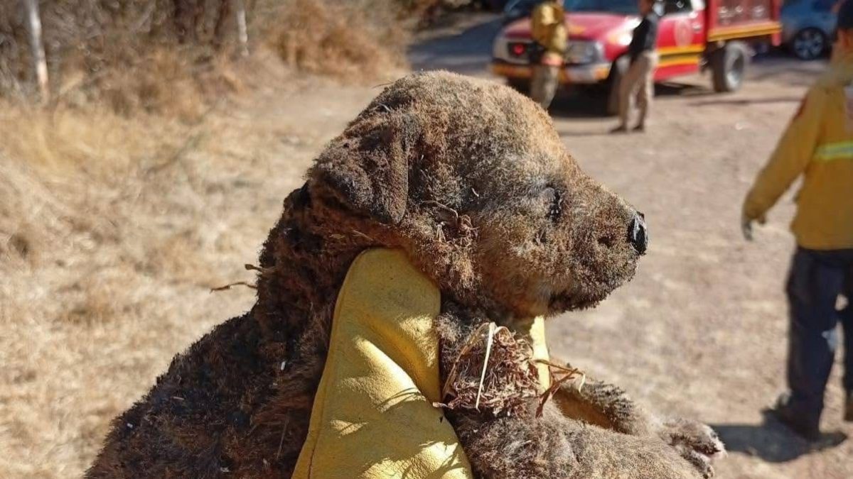 cachorros rescatados incendio1