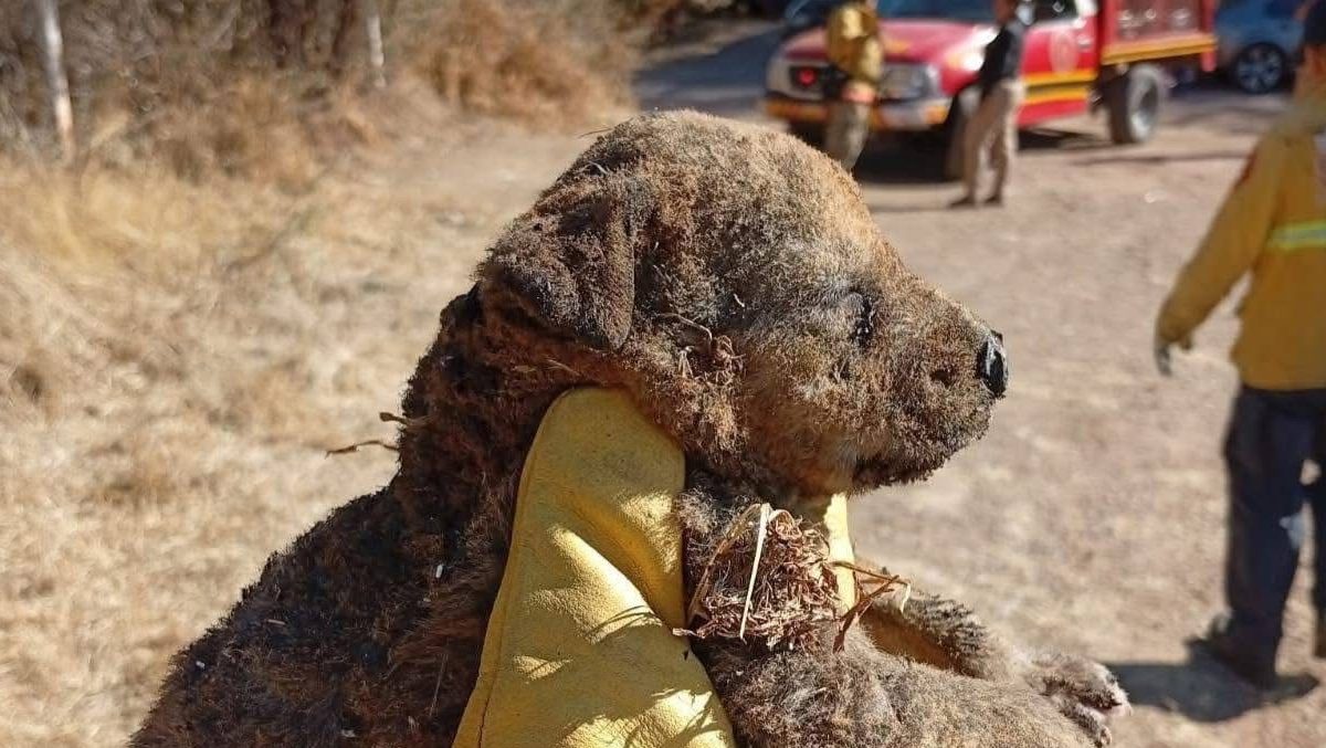 cachorros rescatados incendio1