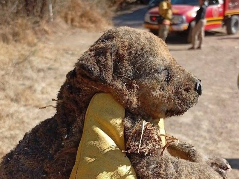 Rescatan a cachorros de perro luego de incendio, ahora buscan a su madre