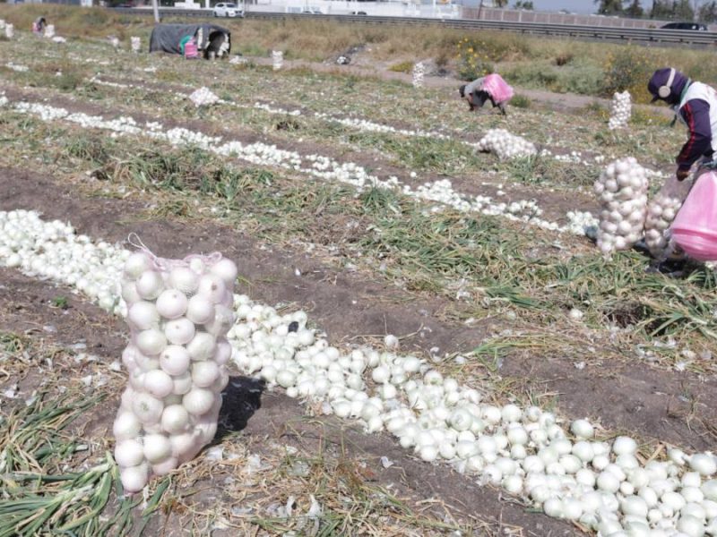 Pese a protestas, campo de Guanajuato se dispara; Secretaría asegura que cosechas no fueron descuidadas