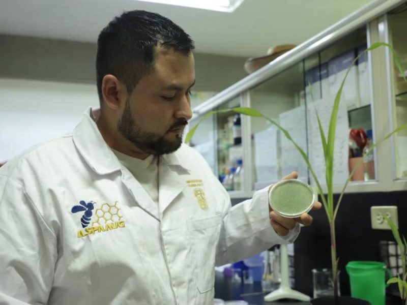 Doctorante de la UG propone usar hongos para sustituir pesticidas químicos