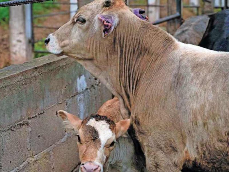 Ahorcan a ganaderos pérdidas de más de $15 mil millones por gusano barranedor